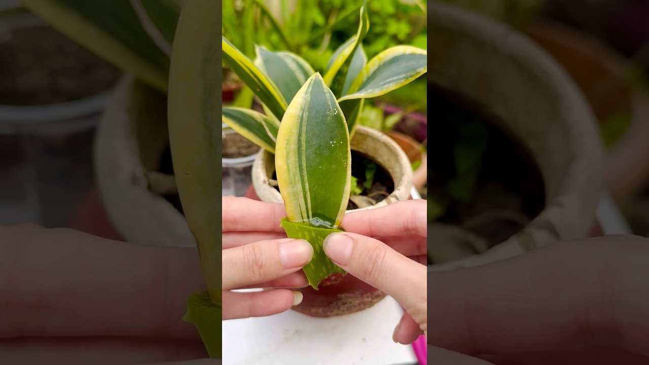 Best season To Propagate Snake Plant 🪴 ||#garden #gardening #experiment #plants #shorts #trend