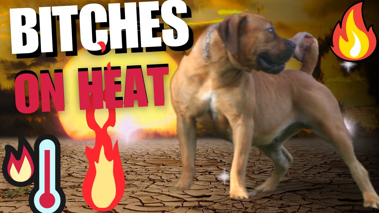 Real Boerboels - Recognizing Heat Signs in Dogs - A Comprehensive Guide