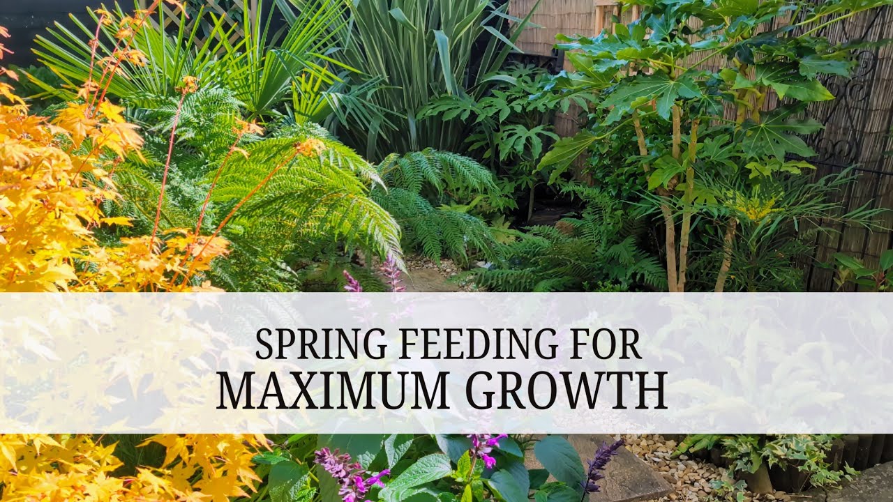106. Essential Garden Tips for Bigger Leaf Growth 