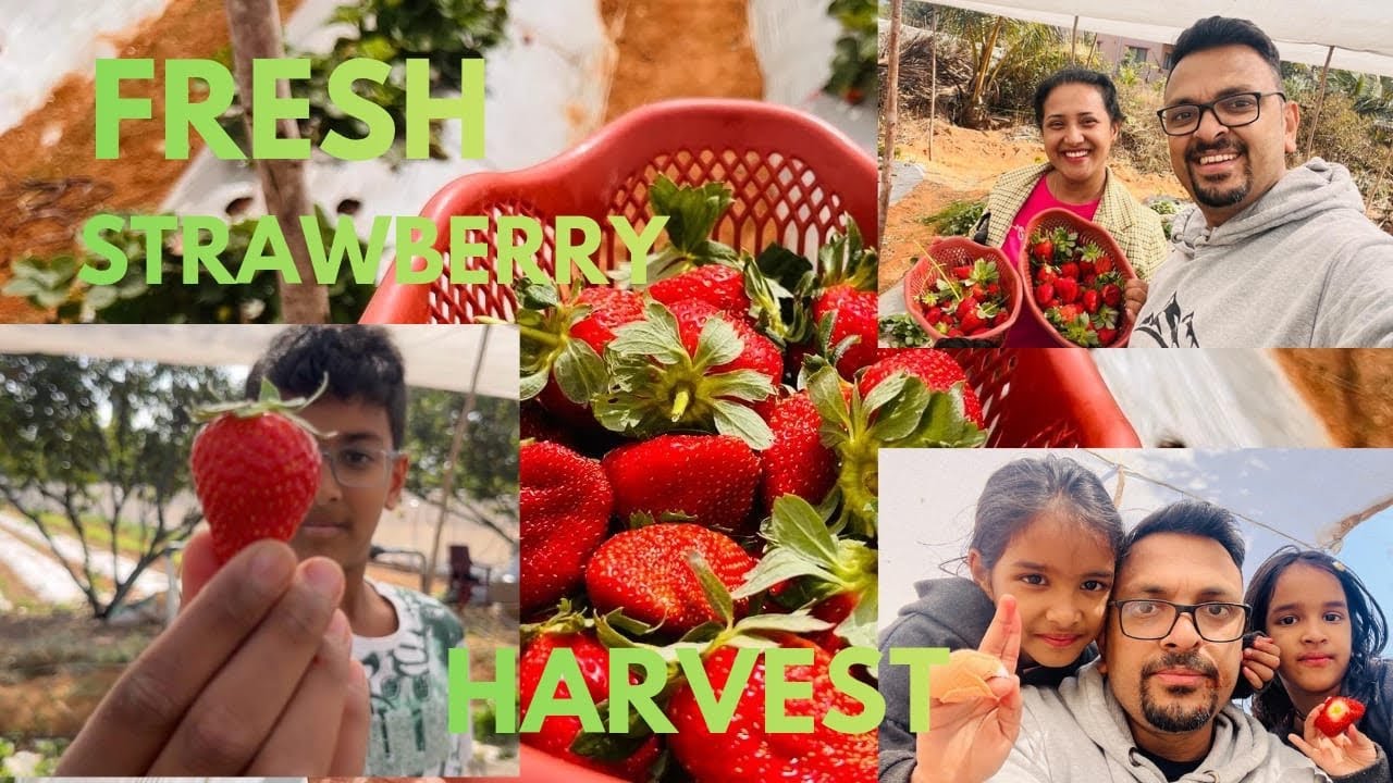 Strawberry Plucking Time @berry company Bangalore #strawberry #bangalore #travelwith family 