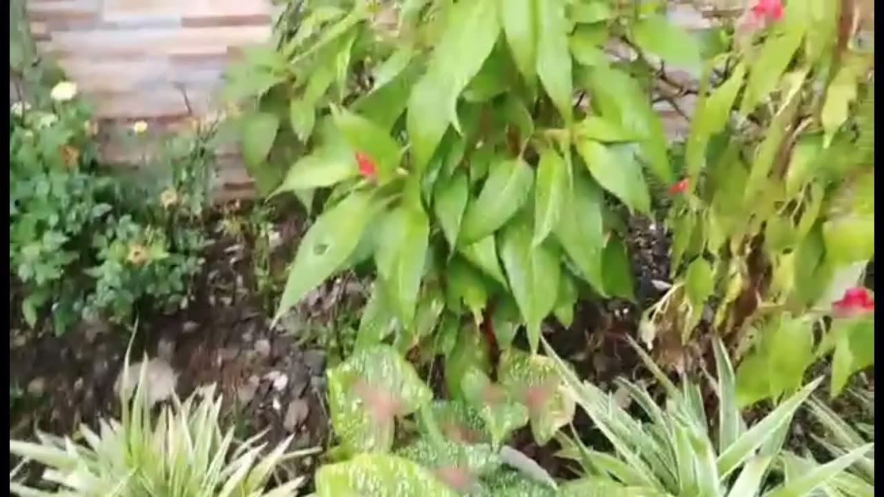 Plantitos @yrreJT.V.atb.