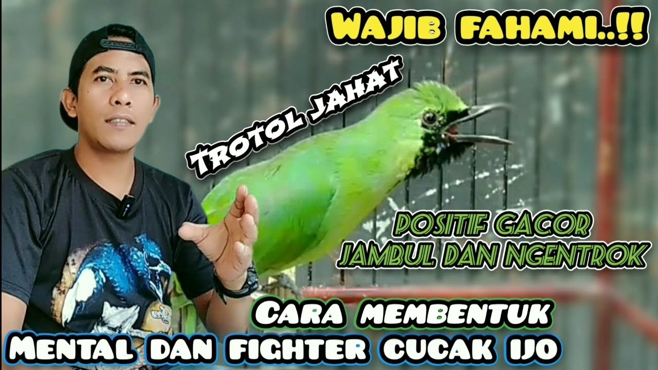 Cara membentuk mental dan fighter Cucak ijo trotolan‼️Jebol emosi Cucak ijo trotol
