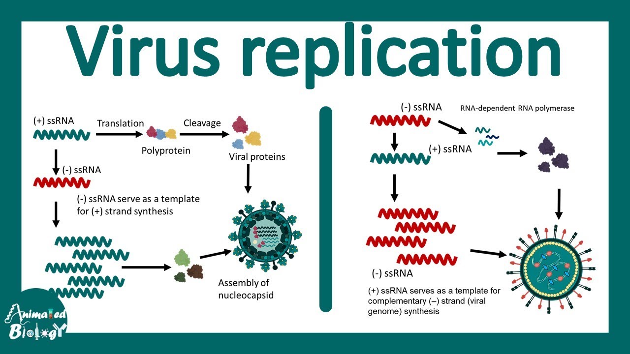 Replication of ds DNA and ssRNA virus | Virus replication cycle | Virology