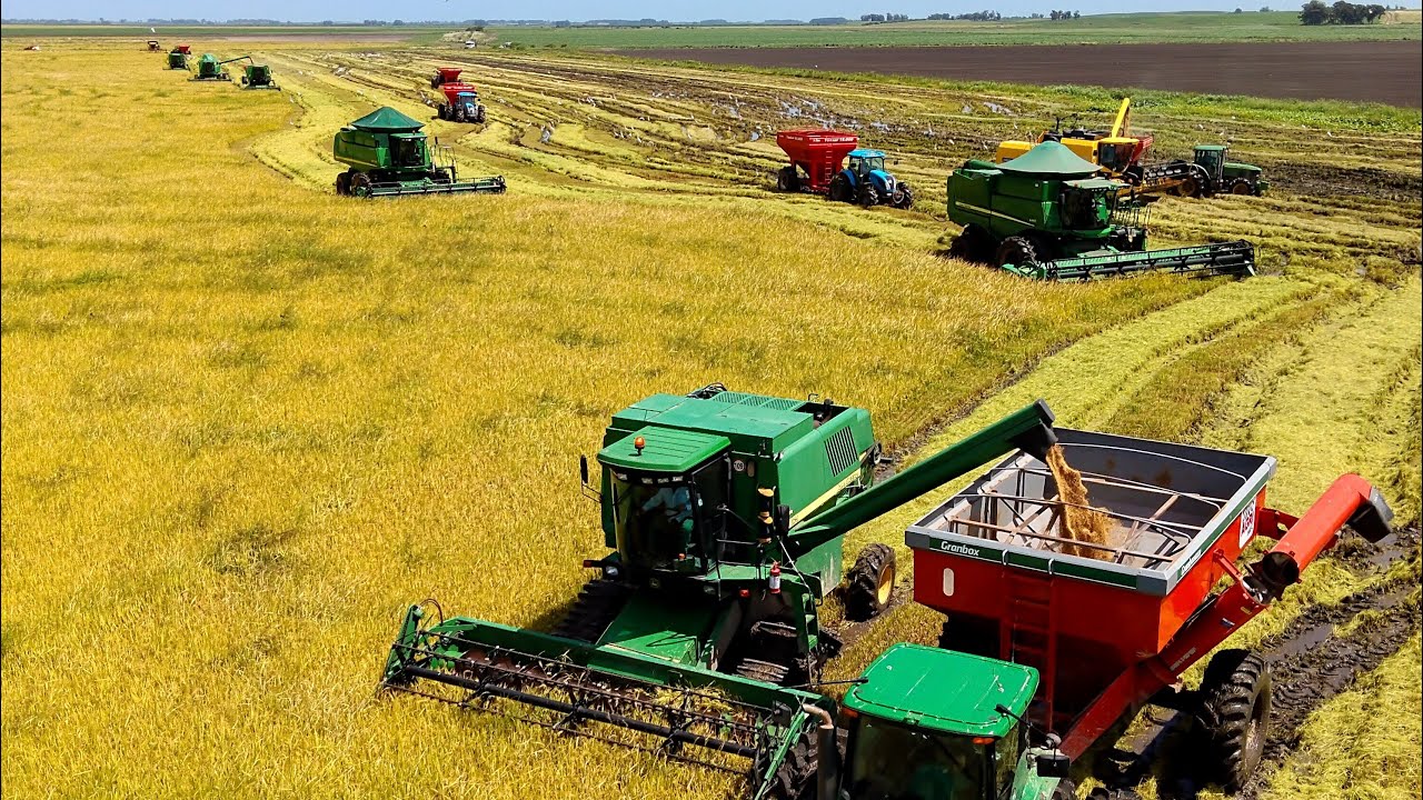 INCRÍVEL COMO É A COLHEITA DO ARROZ NA FRONTEIRA GAÚCHA NO BARRO EXTREMO