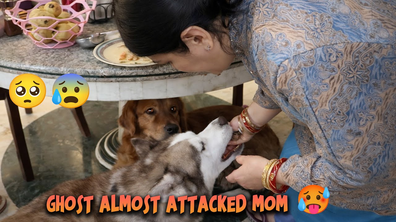 Ye Ghost Ne Kya Kar Dia😰🥵...@THE HIMALAYAN HUSKY