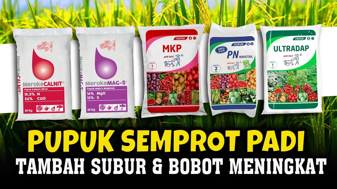 PUPUK SEMPROT TANAMAN PADI AGAR TAMBAH SUBUR & BOBOT MENINGKAT. MAU.???