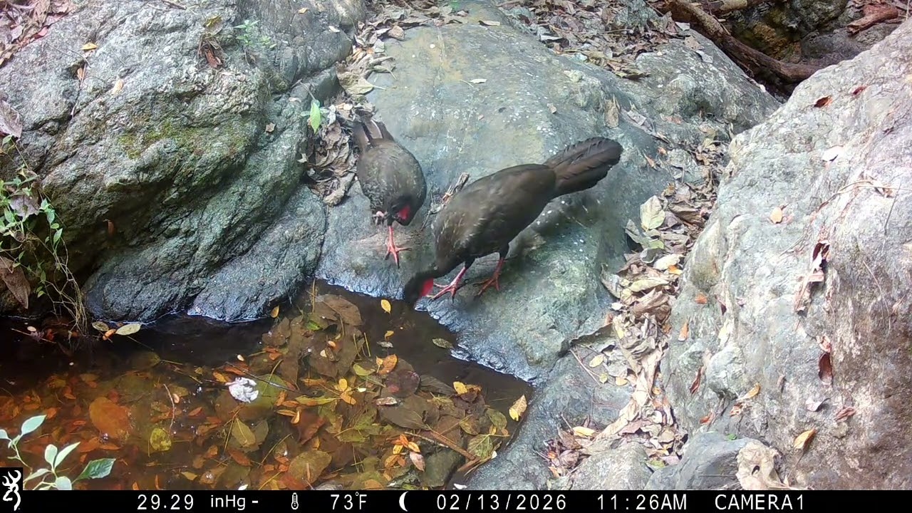 Fauna Sierra Vallejo 🎥🐆🦌🦃