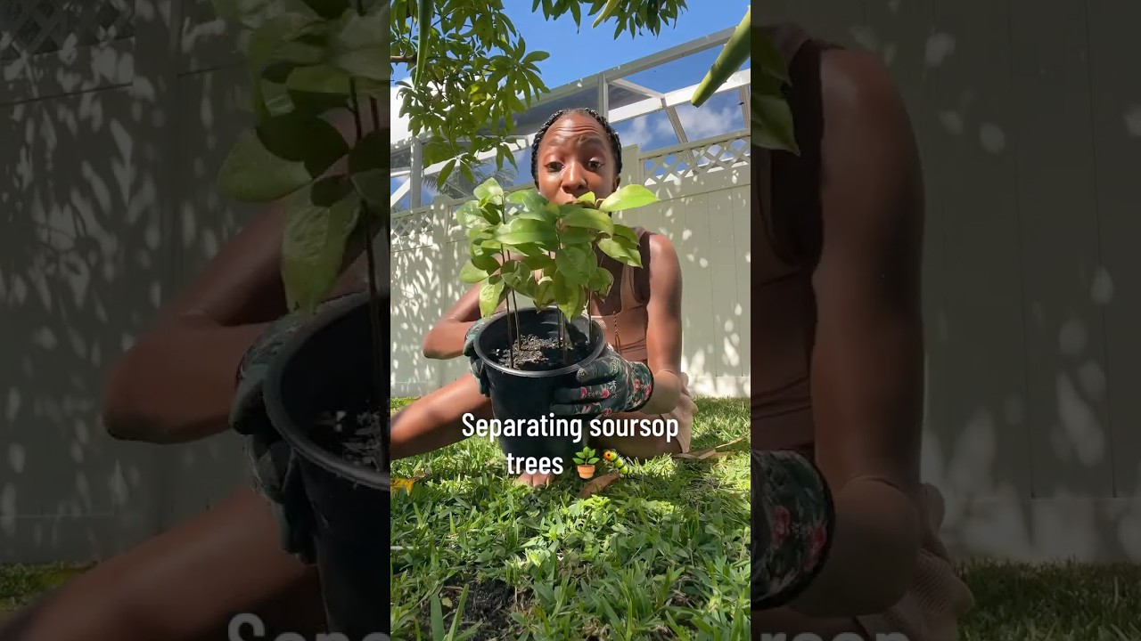 Separating soursop trees grown from seed 🪴🪱