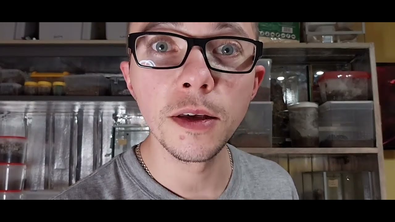 Transfer A. geniculata... ona jest wielka :D