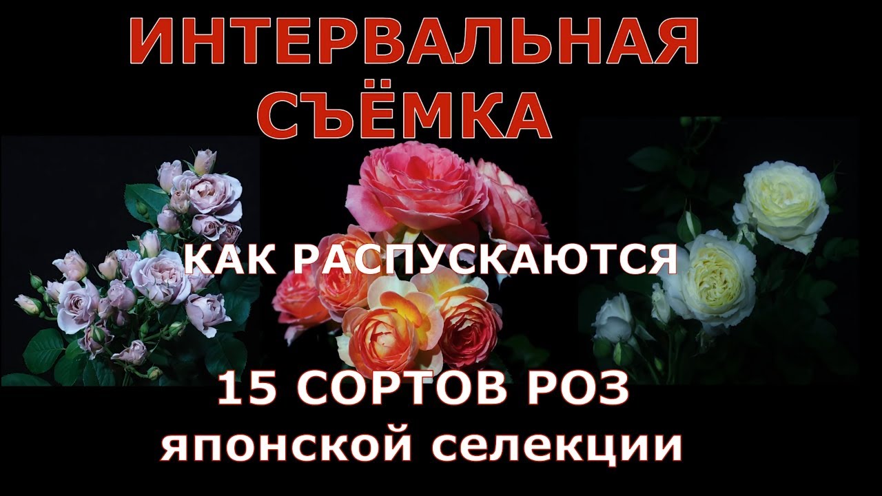 Как распускаются 15 сортов роз японской селекции.