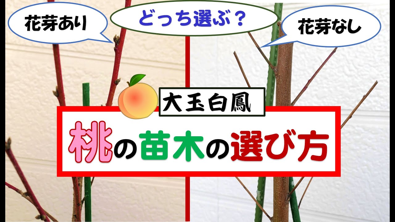 果樹栽培：桃「大玉白鳳」鉢植えしました