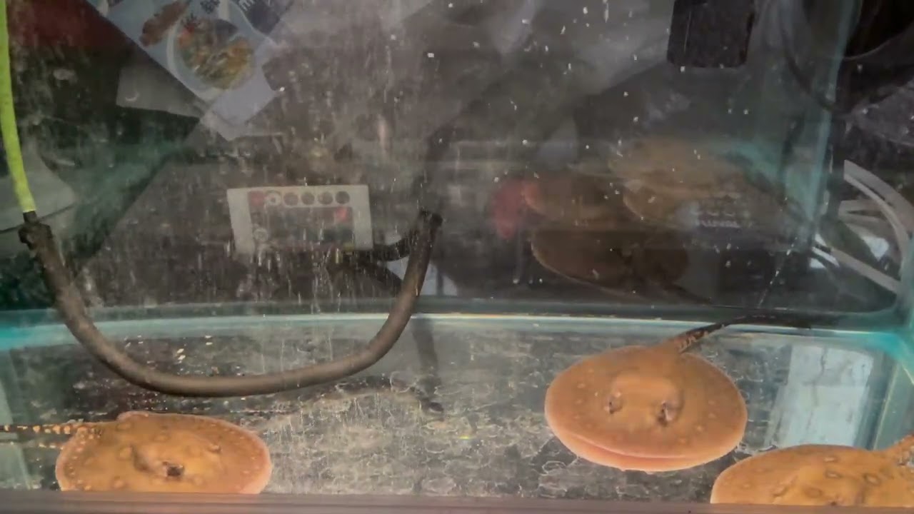 Stingray Pups, Day 1