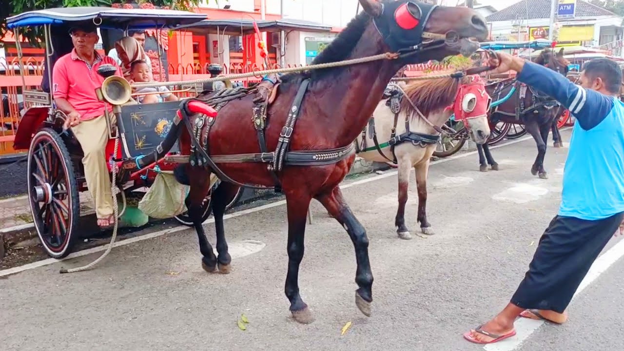 Naik Kereta Kuda - Naik Kuda Delman - Lagu Delman Populer - Kuda - Delman - Dokar #kudadelman #kuda