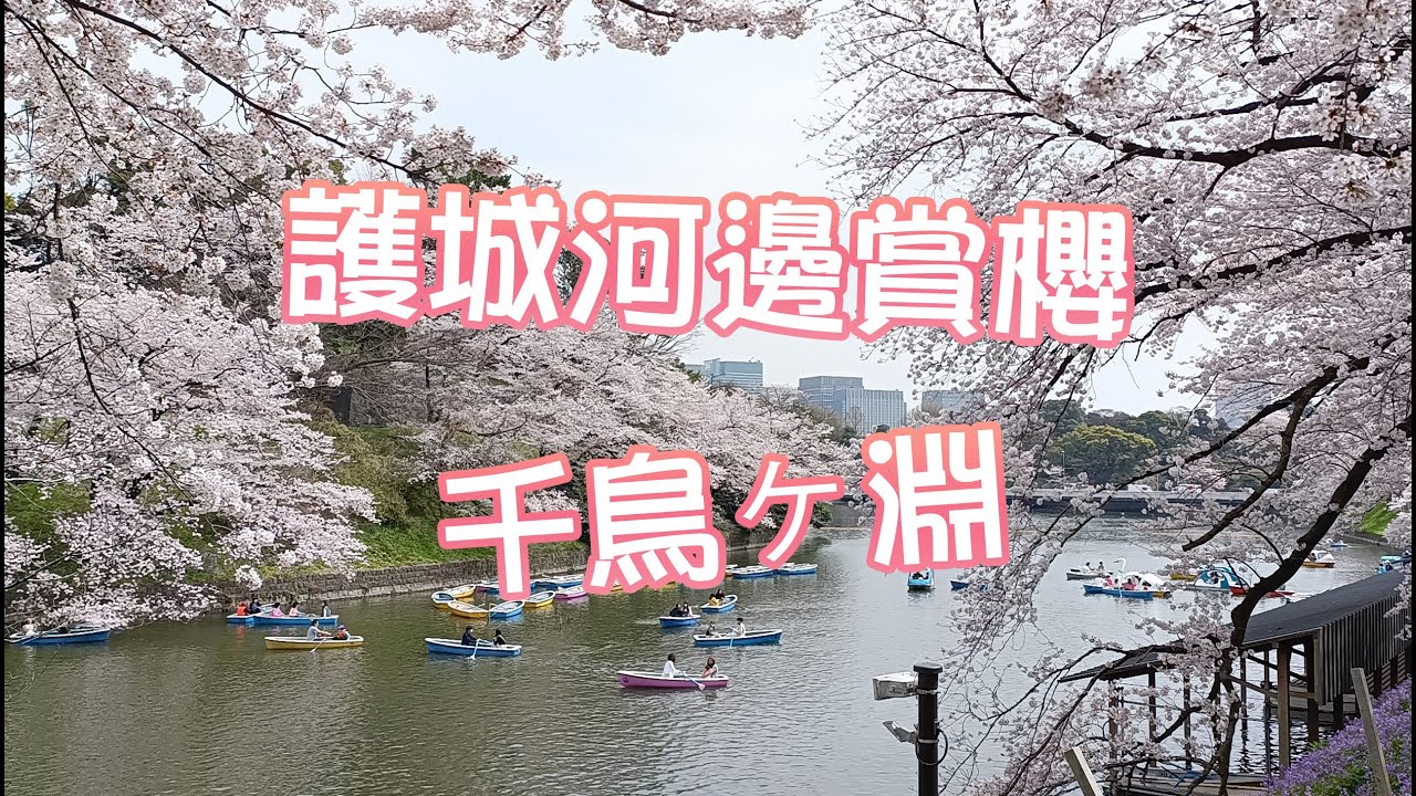 日本賞櫻 | 千鳥之淵，護城河邊散步賞櫻