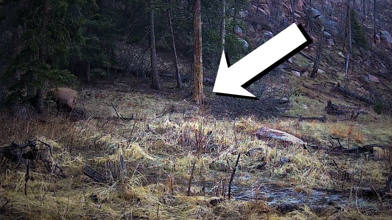 I Checked the Trail Cams... and Couldn't Believe What I Saw!