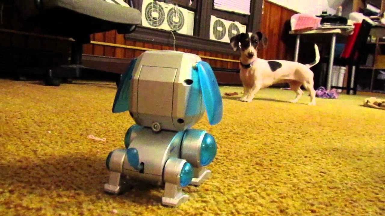 Zoey Meets Poochi