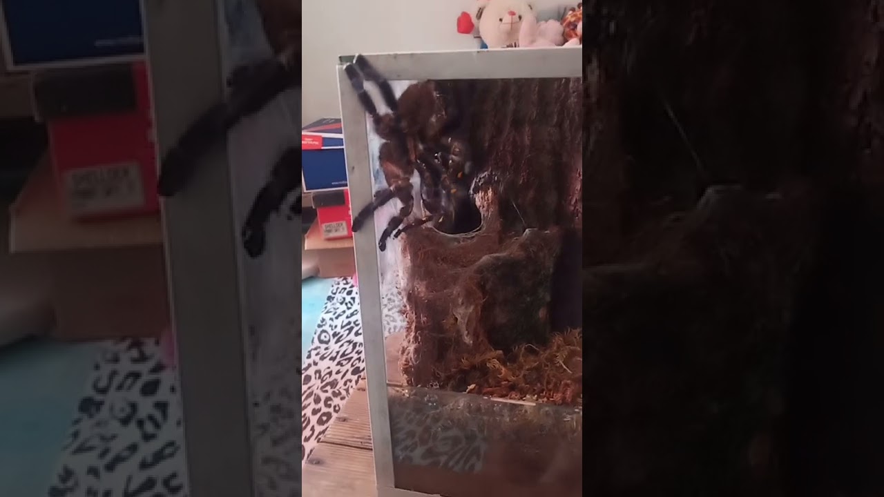 Poecilotheria metallica breeding project success 😊