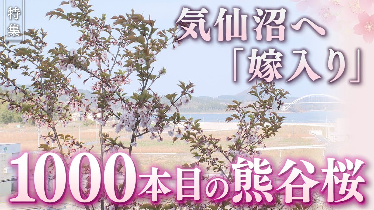 【報道特集】熊谷と気仙沼をつなぐ桜　気仙沼へ「嫁入り」１０００本目