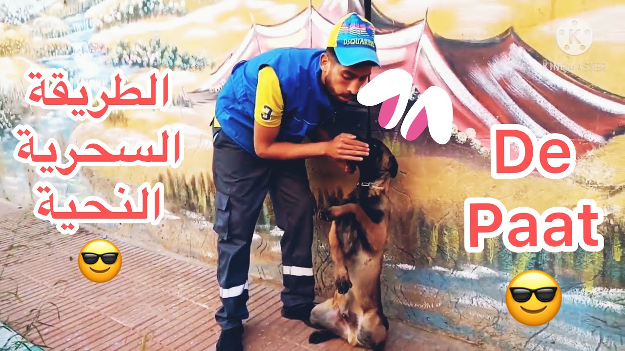 - كيف أدرب كلبي على  (التحية - de Paàt )  🔥🛎🙏