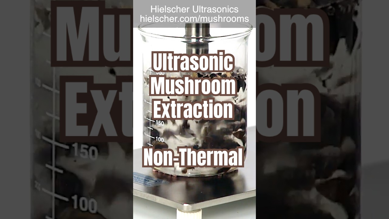 Ультразвуковая экстракция грибов - Hielscher Ultrasonics