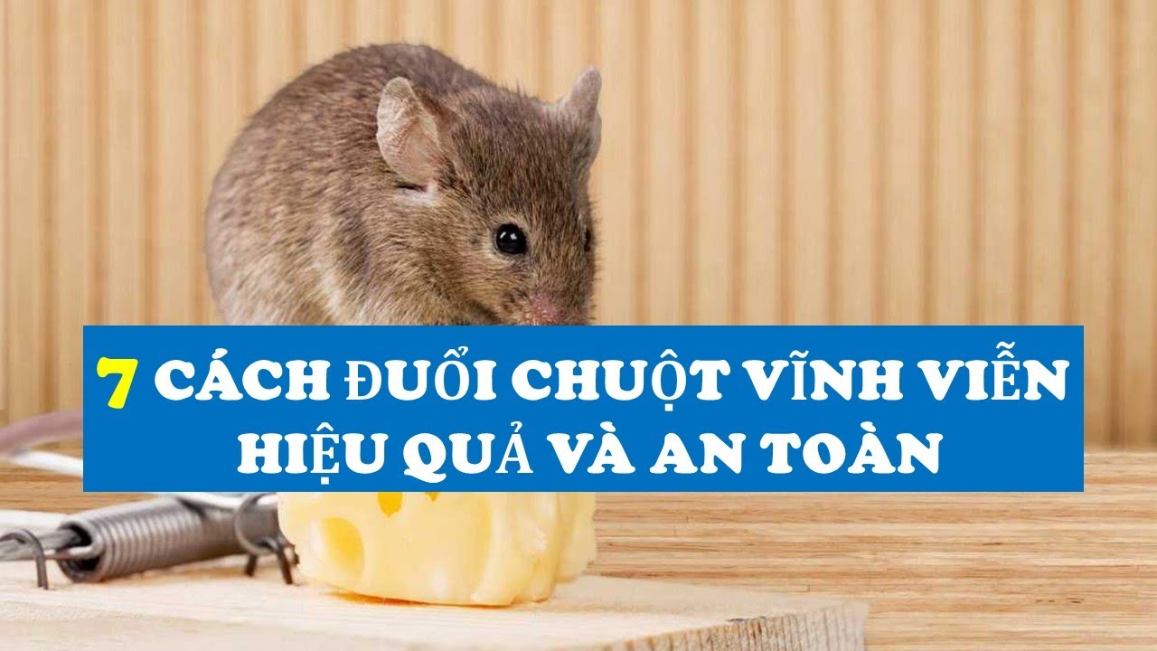 7 Cách Đuổi Chuột Vĩnh Viễn, Hiệu Quả và An Toàn