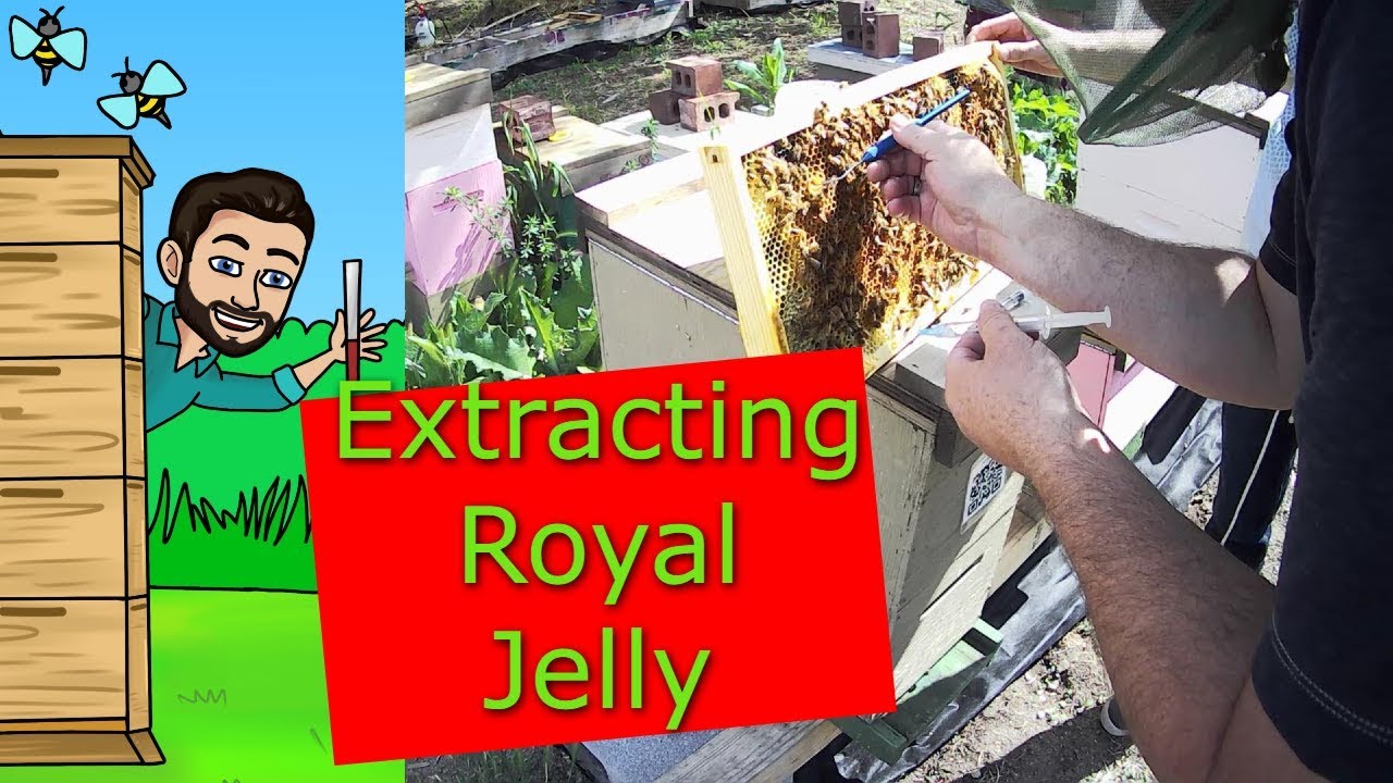 Extracting Royal Jelly for Grafting Queen Cells