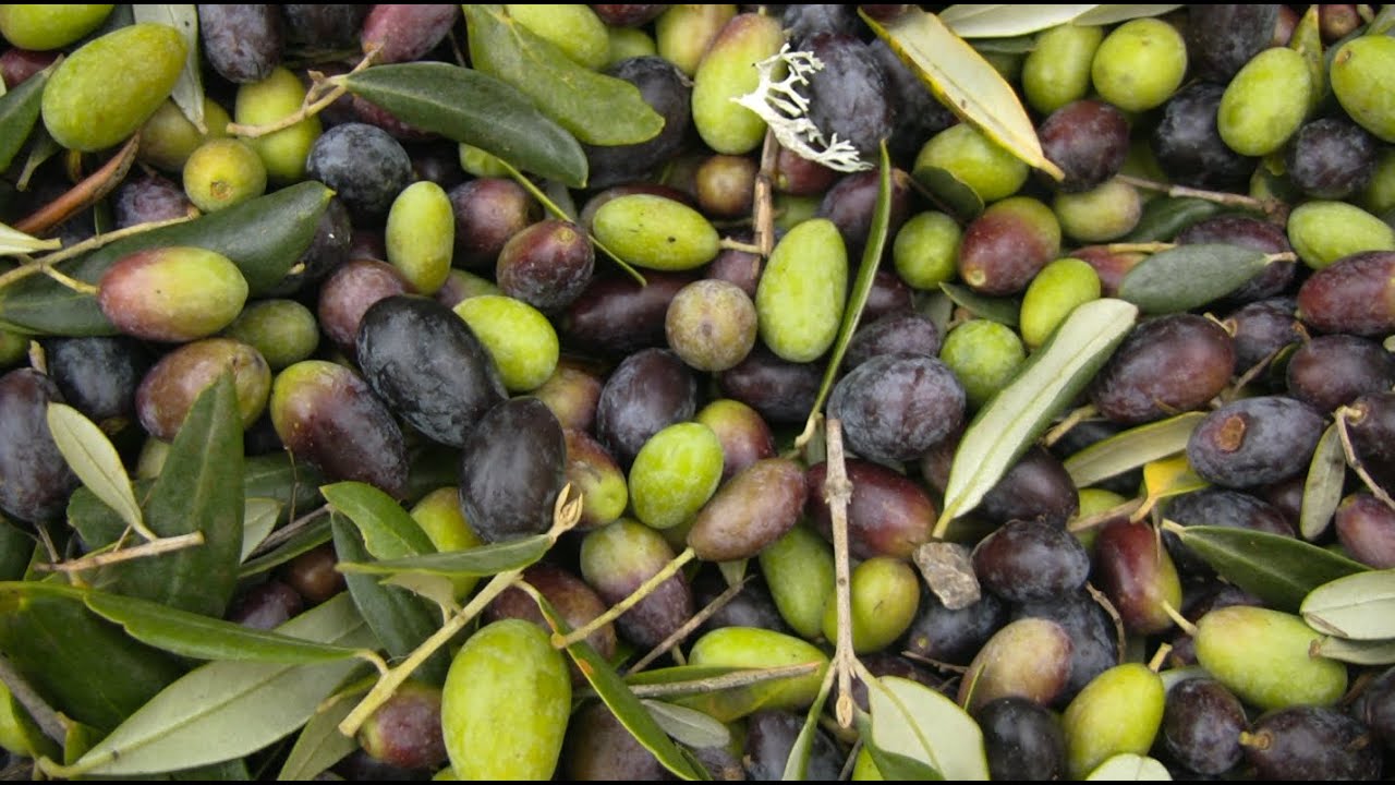 The TRUTH about most Olive Oil w/ recommendations