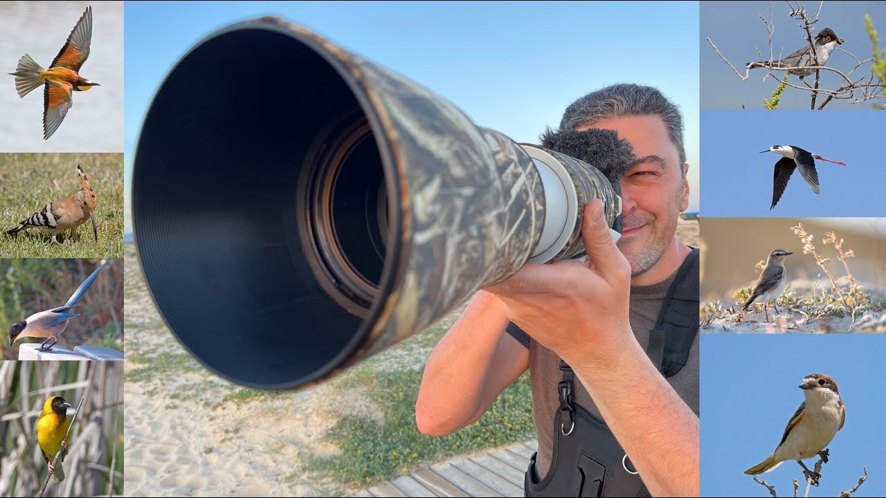 3 Days Bird watching in Faro Portugal, Canon r7, Canon 200-800mm, Ria Formosa, Olhão, April 2024.