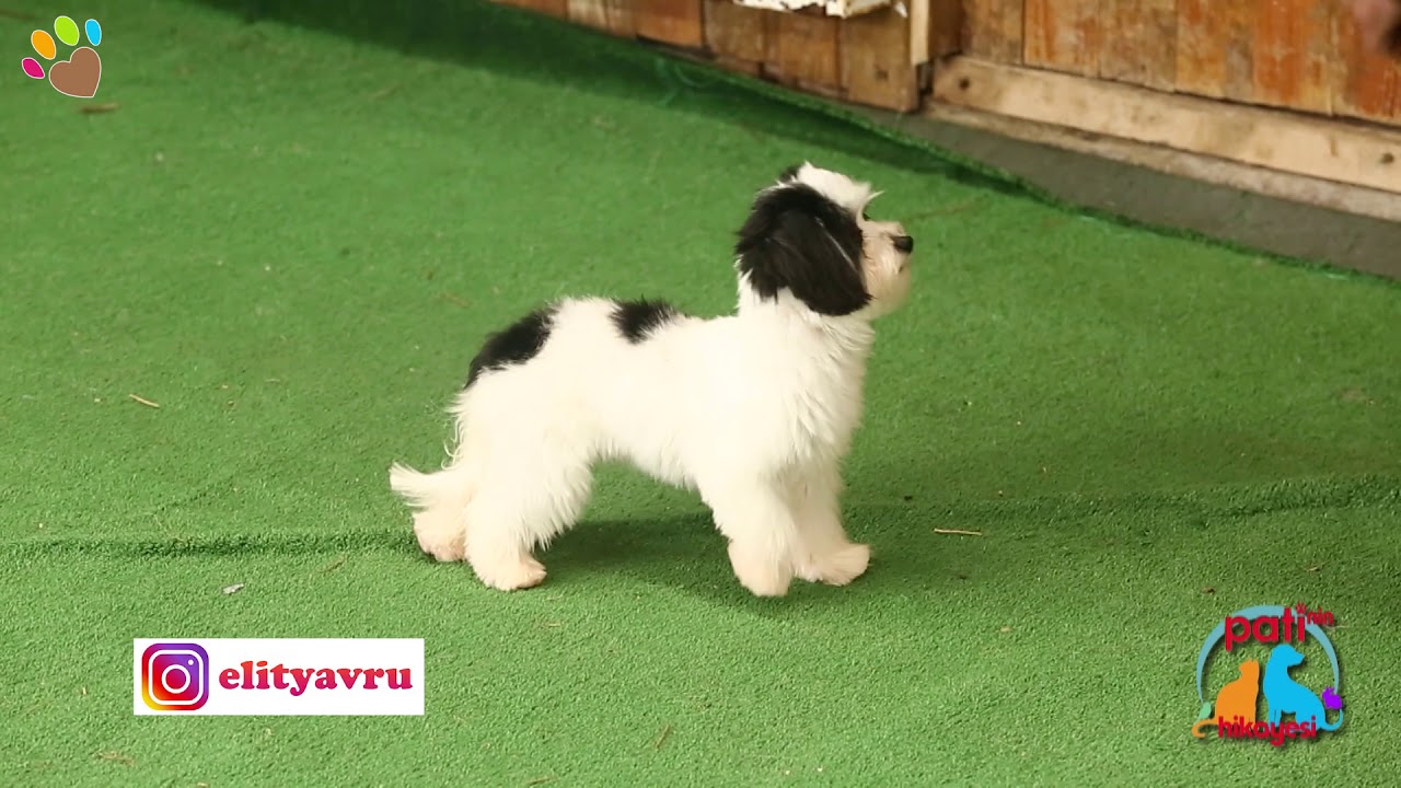 Morkie ırkının temel, ileri ve show eğitimlerini anlatıyor