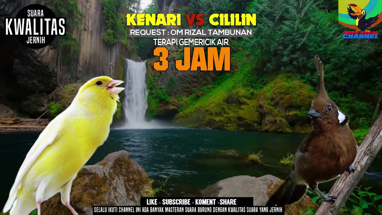 REQUEST MASTERAN || CILILIN DAN KENARI SUARA JERNIH