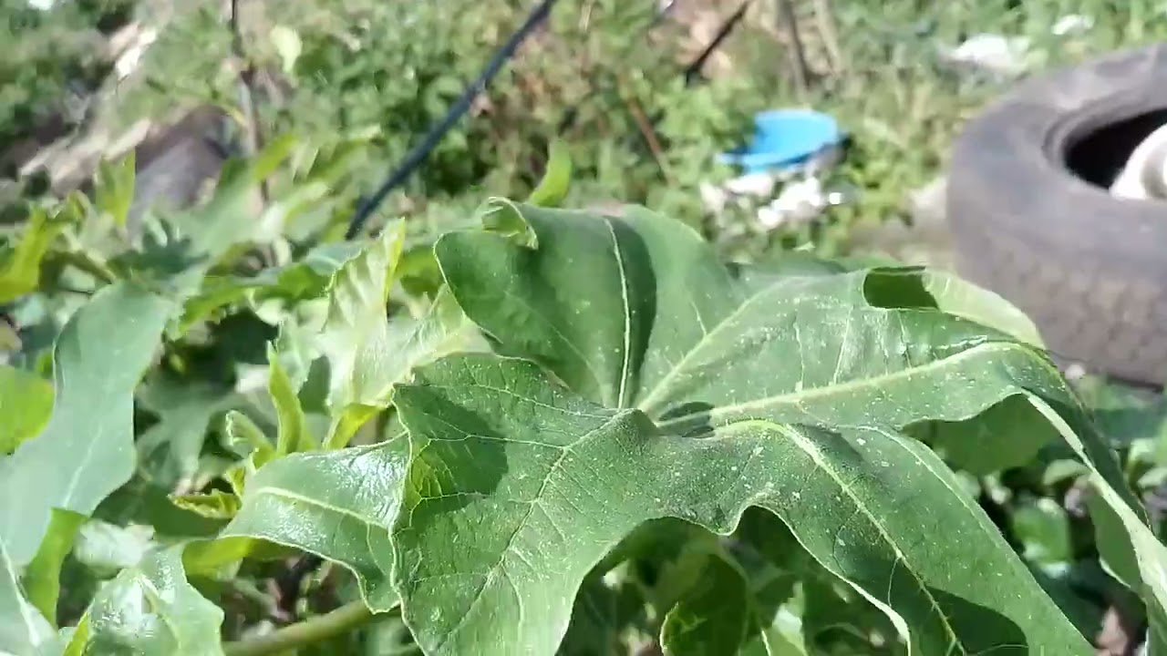 Состояние инжира 3.05.24 . Никополь