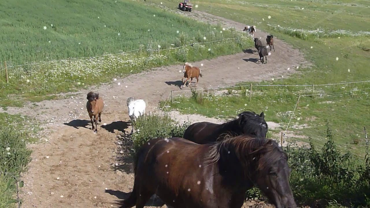Islandske heste Stutteri Amh&oslash;j 2019 Mellem
