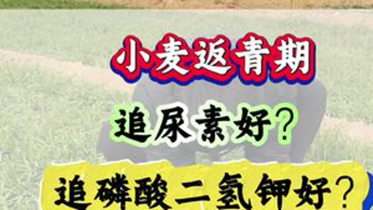小麦返青期，追尿素好？追磷酸二氢钾好？#小麦追肥#小麦管理#小麦高产#小麦种植#三农