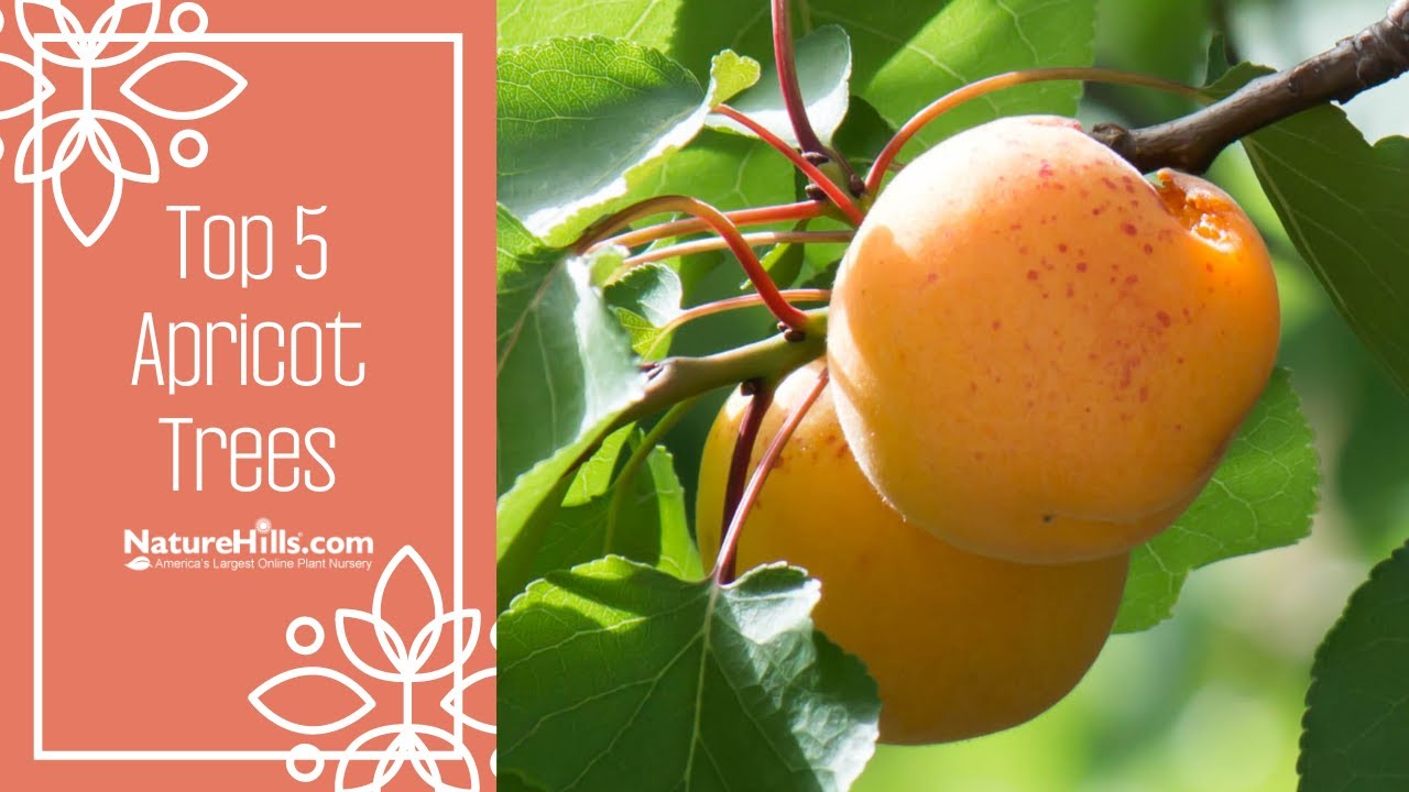 Top 5 Favorite Apricot Trees | NatureHills.com