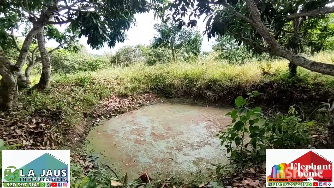 Finca productiva de 5 fanegadas en 750 mill negociables en La Mesa Cund COL, a 15 min del pueblo.