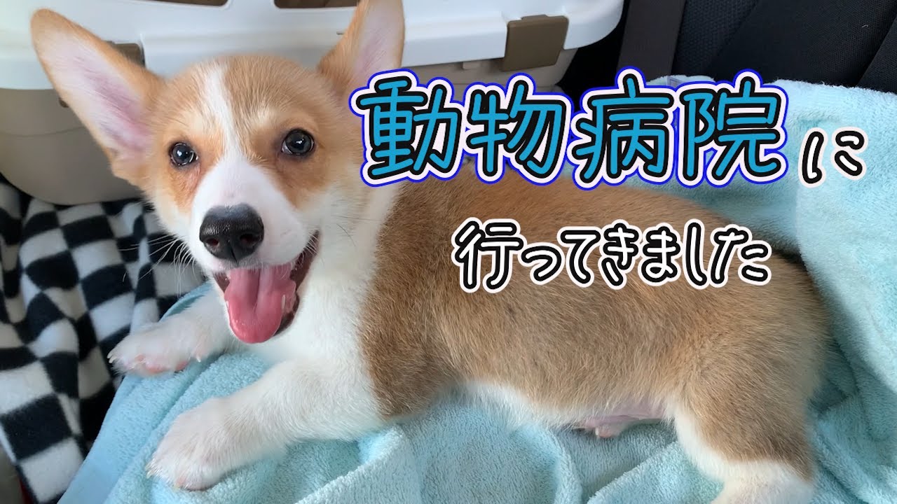 【初外出】動物病院に行ってきました【注射は全然平気！】