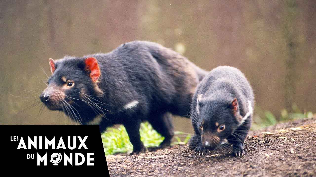 Le diable de Tasmanie - champions de la nature