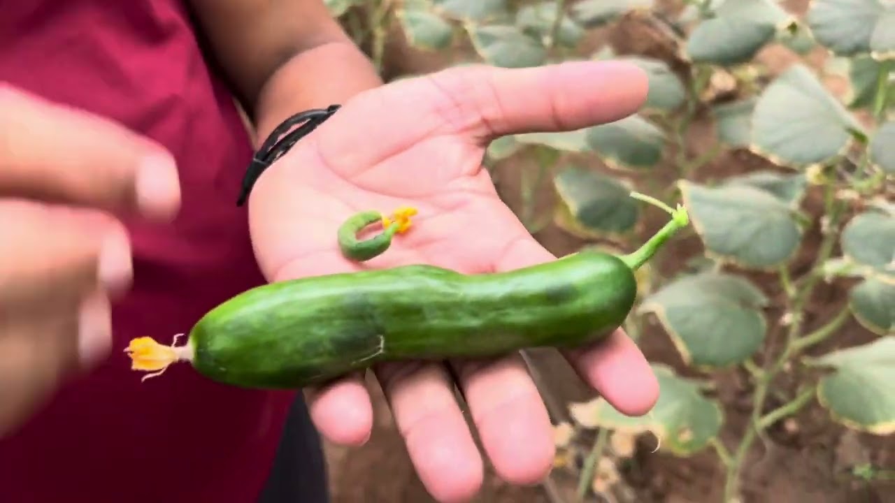 Polyhouse mini cucumber zucchini yellow vein mosaic Virus