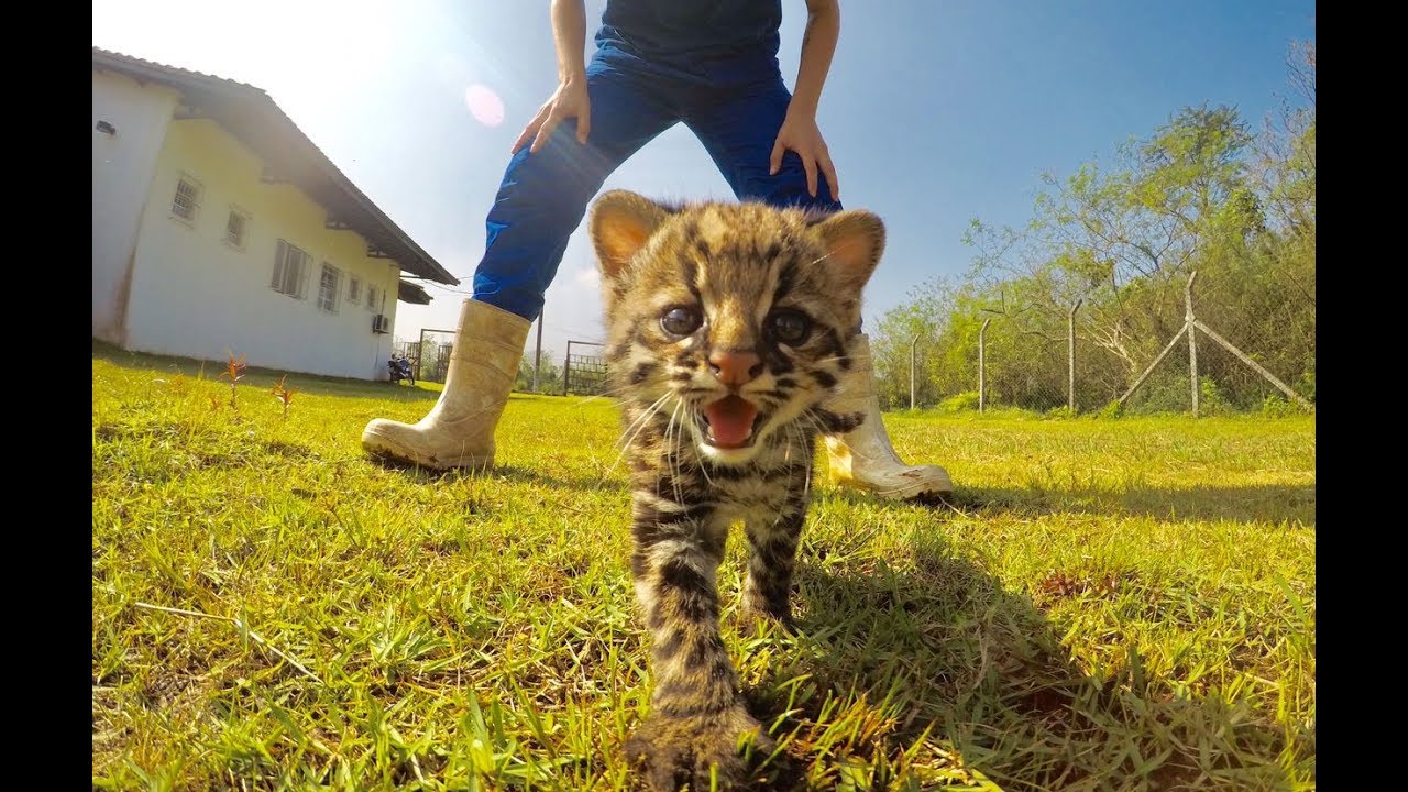 Animais selvagens se recuperam no Ceptas, em Cubat&atilde;o
