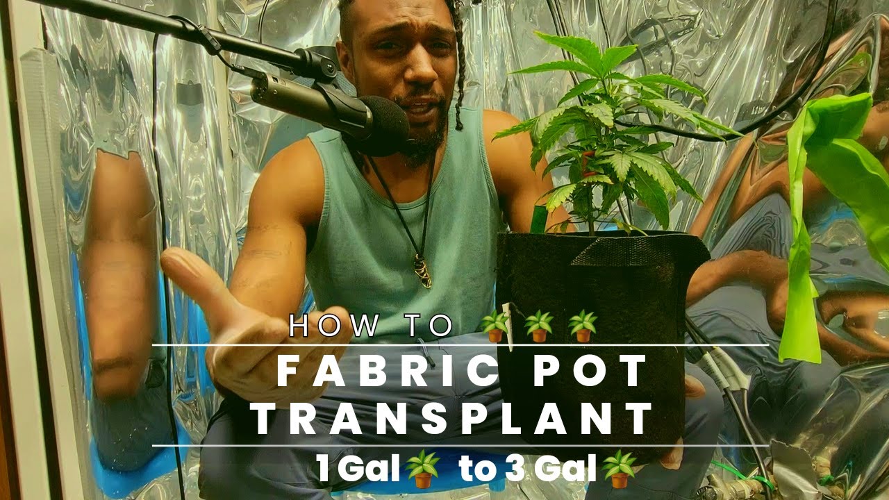 How To Transplant Plants From Fabric Pot To Fabric Pot (VERY LOW STRESS)
