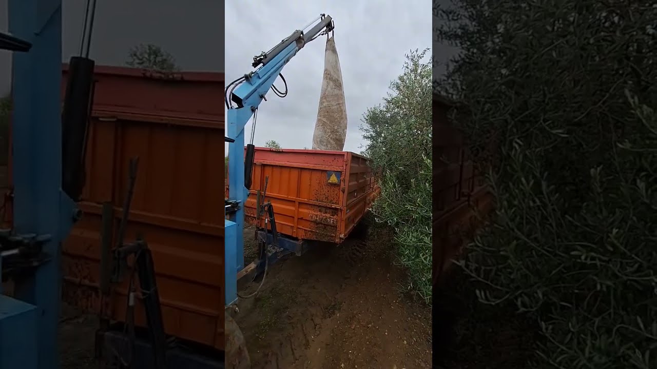 apanha da azeitona 2023 Beja Alentejo