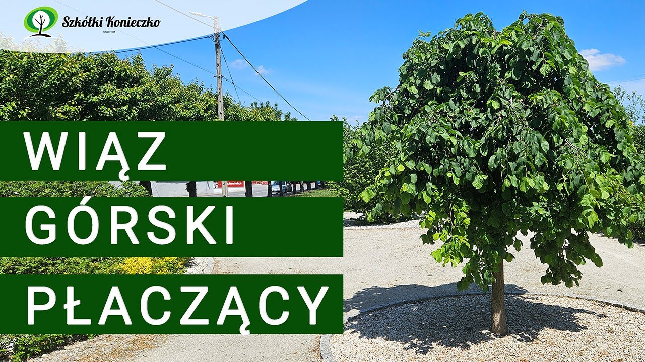 Płaczący Wiąz G&oacute;rski Camperdownii | Drzewo do Ogrodu na Pniu