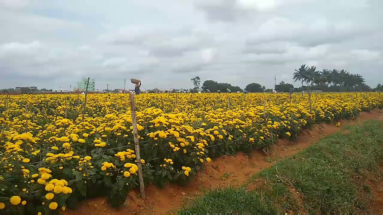 Drone video of saamandhi field - Hosur