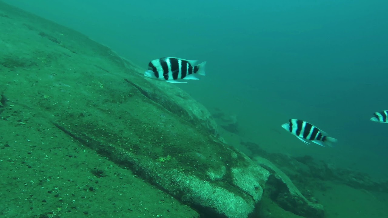 Cyphotilapia frontosa at Mahale NP, Tanzania