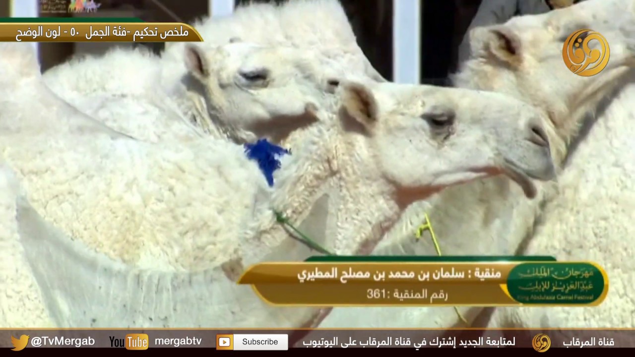 ملخص تحكيم - فئة الجمل 50 - لون الوضح - الجمعة 8مارس 2019 م وأسماء العشرة الفائزين