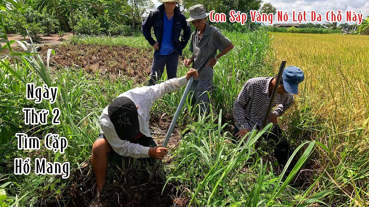 Ngày Thứ 2 Tìm Cặp Rắn Hổ Mang Tại Khu Vực Bình Nghị | Mười Thương Săn Bắt