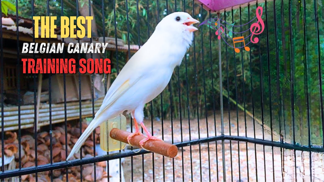 Belgian Canary Tempts All The Canaries to Sing - The Most Magical Training