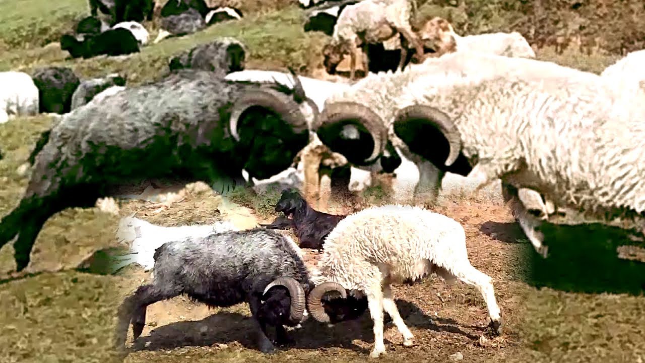 Himalayan Local Ram Rumble / Fight Battle full video || Shepherd life of Nepal