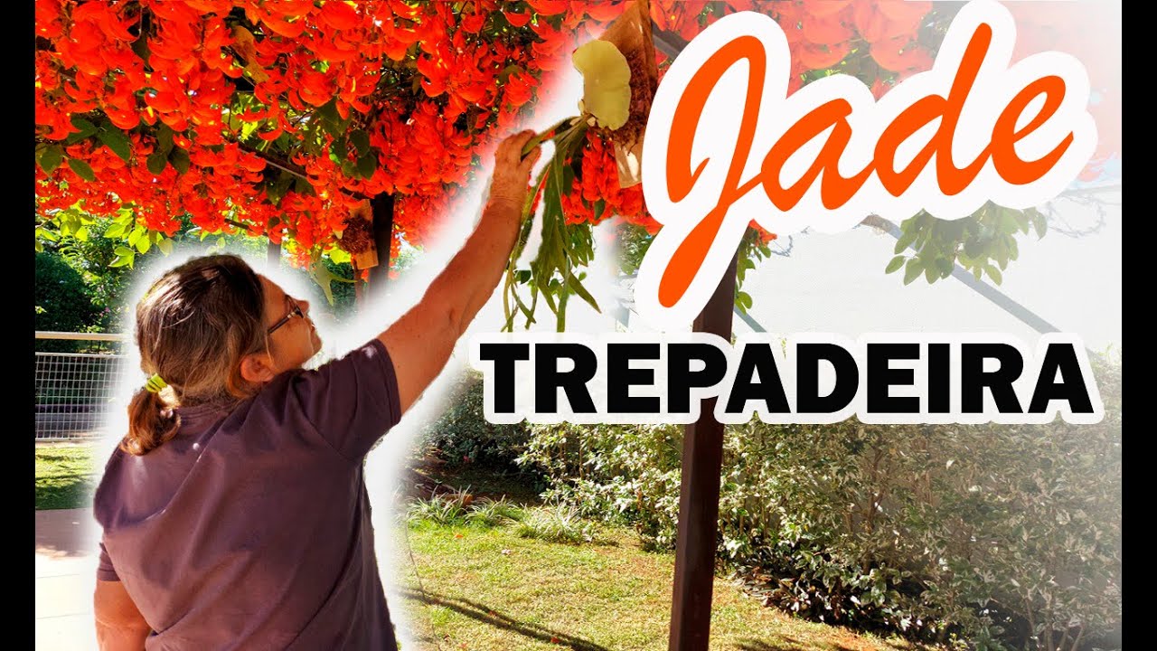 JADE - Minha Trepadeira toda Florida