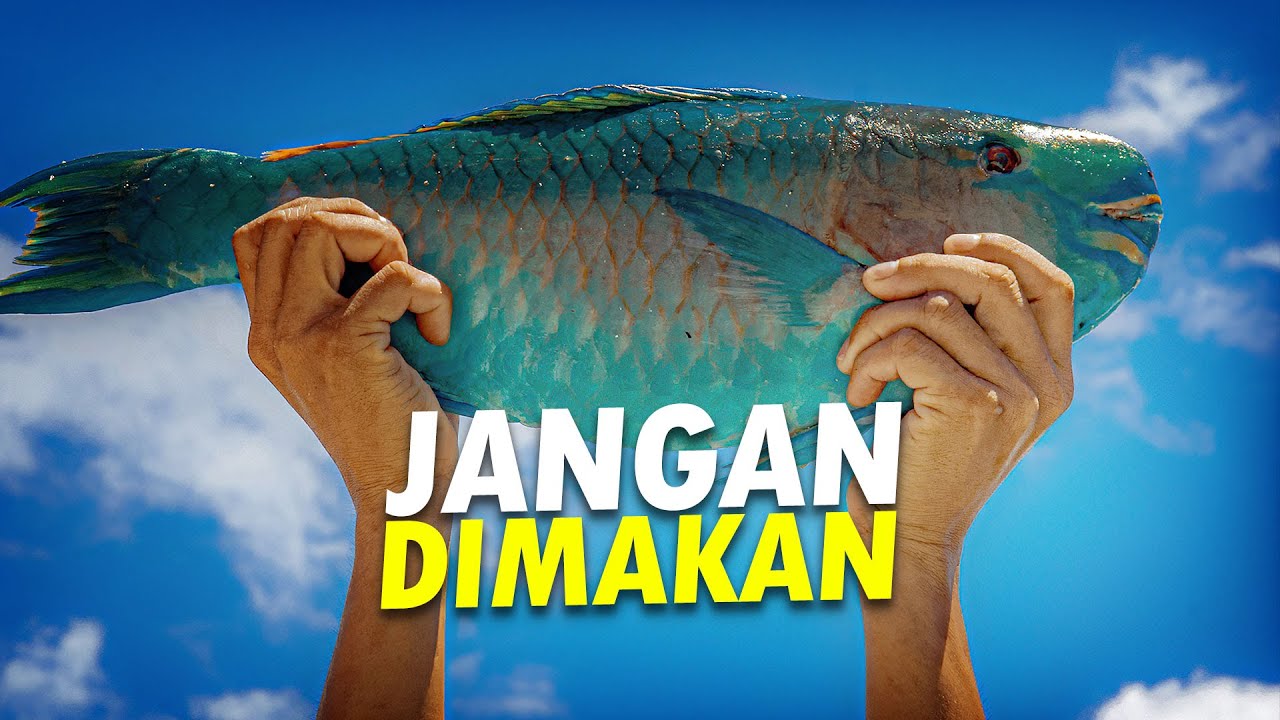Petuah Ikan Kakatua #AlamSemenit